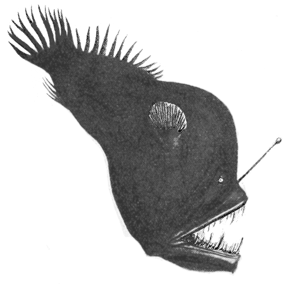 Hunpback anglerfish  drawing 3