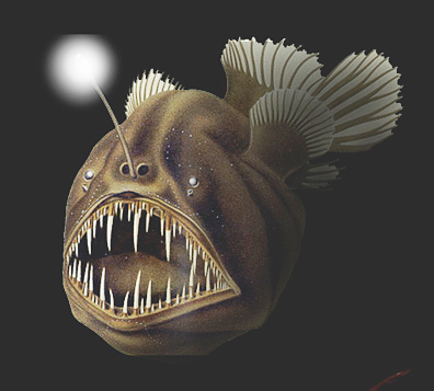 Hunpback anglerfish  drawing 4