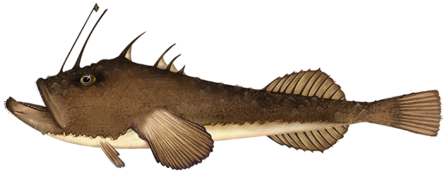 Monkfish  Lophius americanus