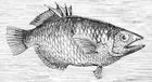 archerfish/