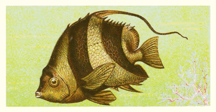 Longfin bannerfish  Heniochus acuminatus