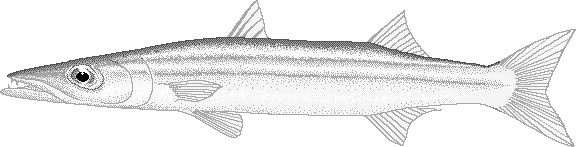Obtuse barracuda  Sphyraena obtusata
