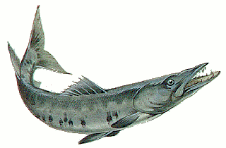 barracuda 2
