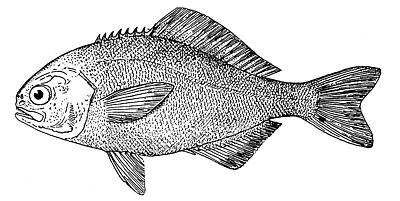 barrelfish