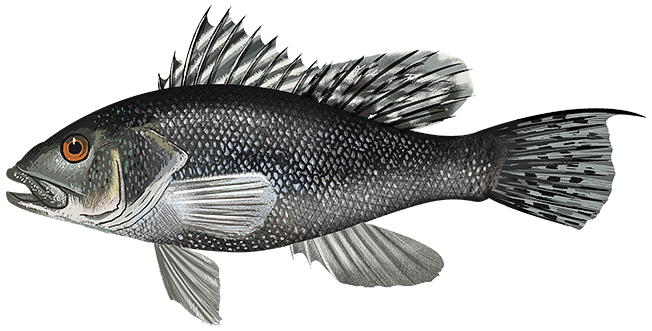 Black Sea bass  Centropristis striata