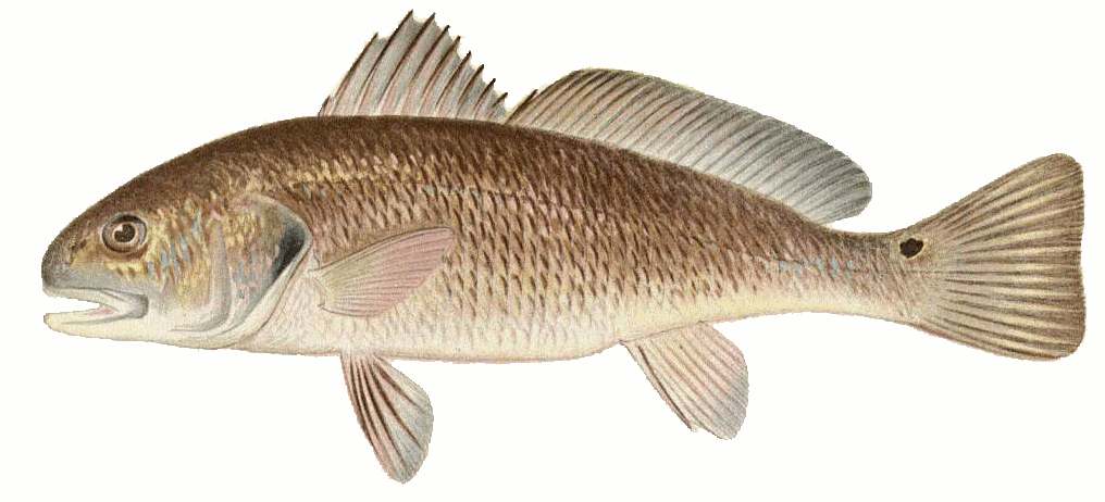 Channel Bass aka Red Drum  Sciaenops ocellatus