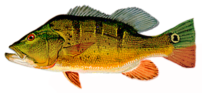 Peacock Bass  Cichla