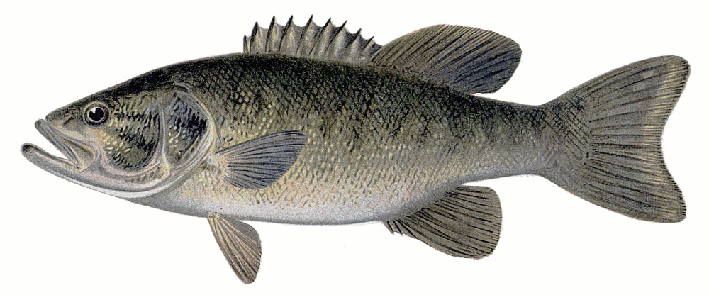 Small-mouth Bass