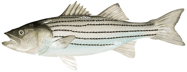 atlantic striped bass