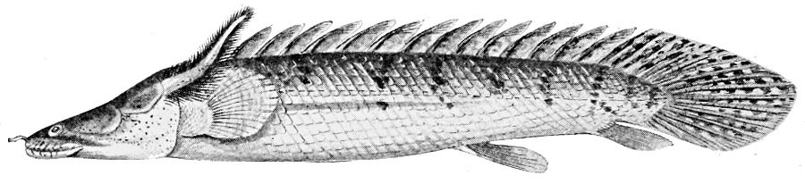 Congo Bichir  Polypterus congicus