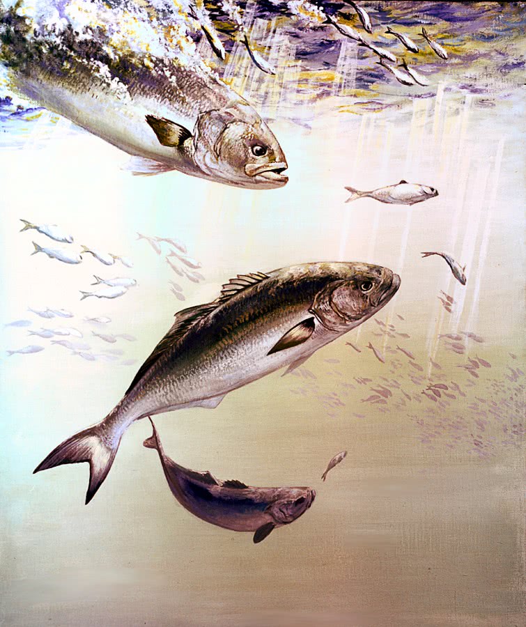 Bluefish illustration