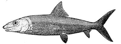 Bonefish  Albula vulpes  lineart