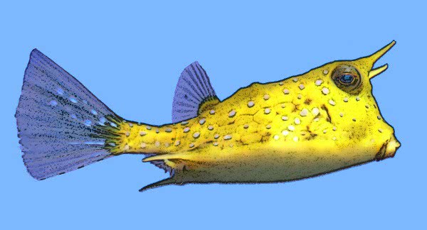 Longhorn Cowfish  Lactoria cornuta