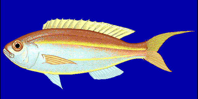 Yellowbelly threadfin bream  Nemipterus bathybius blueBG