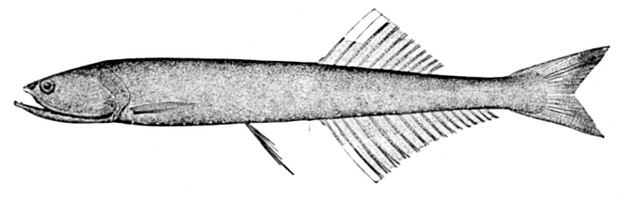 Cyclothone microdon