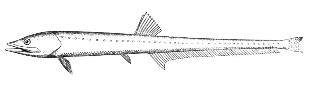Pacific Portholefish  Diplophos taenia