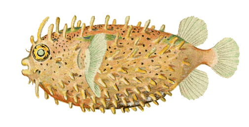 Bridled burrfish  Chilomycterus antennatus