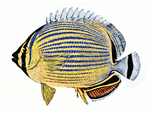 Mellon butterflyfish  Chaetodon trifasciatus illustration