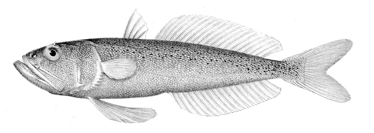 Champsodon fimbriatus