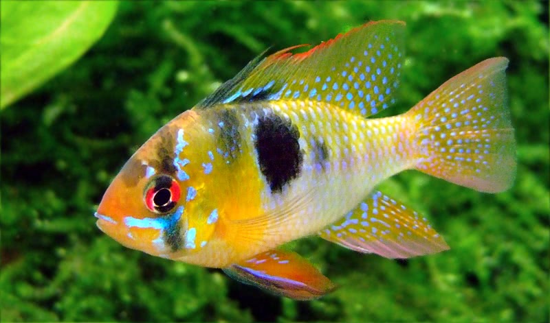 Butterfly Cichlid
