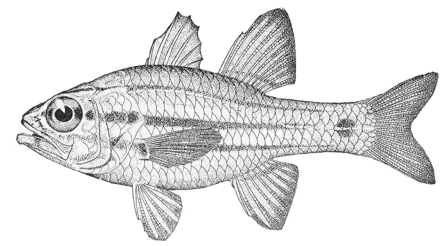 Barface cardinalfish  Apogon semilineatus