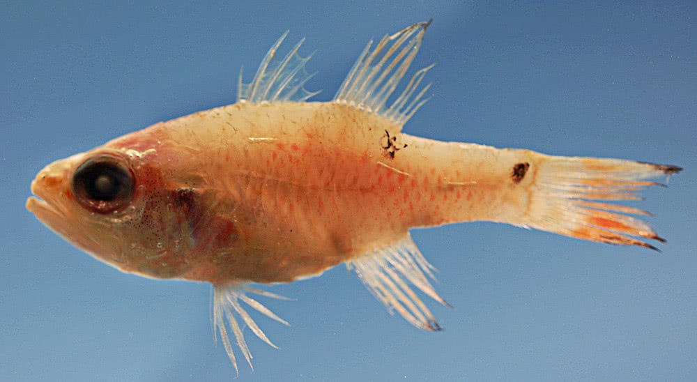 Twospot cardinalfish  Apogon pseudomaculatus