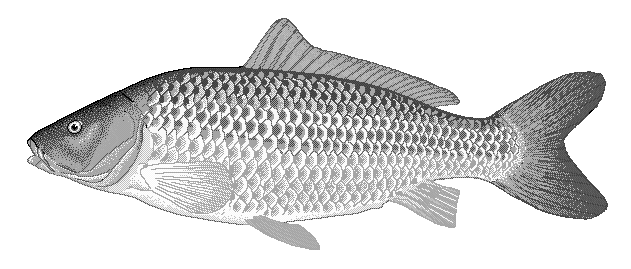 Common carp  clipart