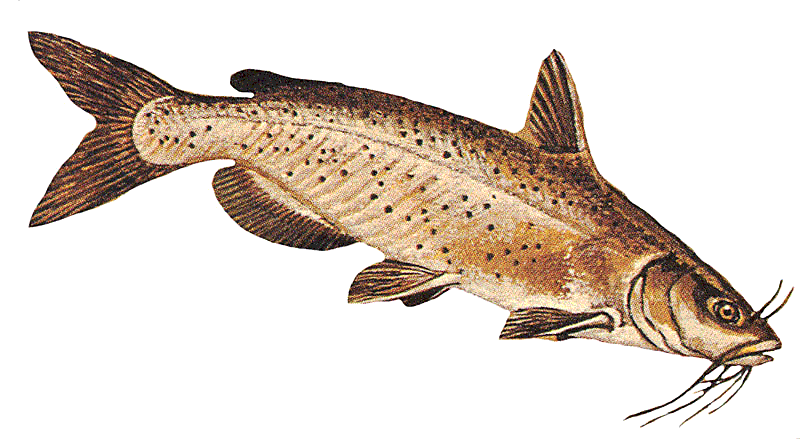 Channel catfish Ictalurus punctatus