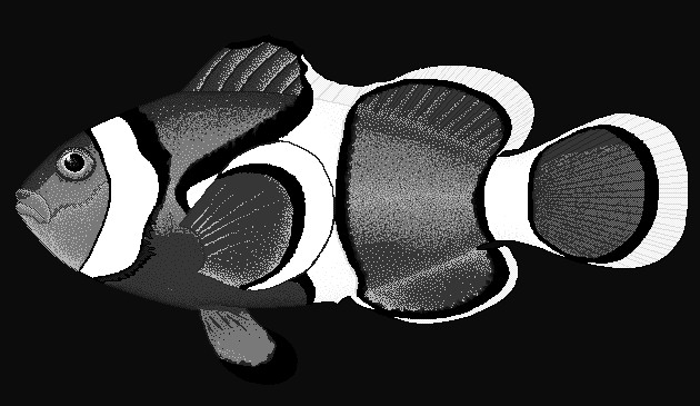 Ocellaris clownfish  Amphiprion ocellaris