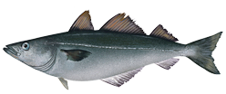 Coalfish  Pollachius virens