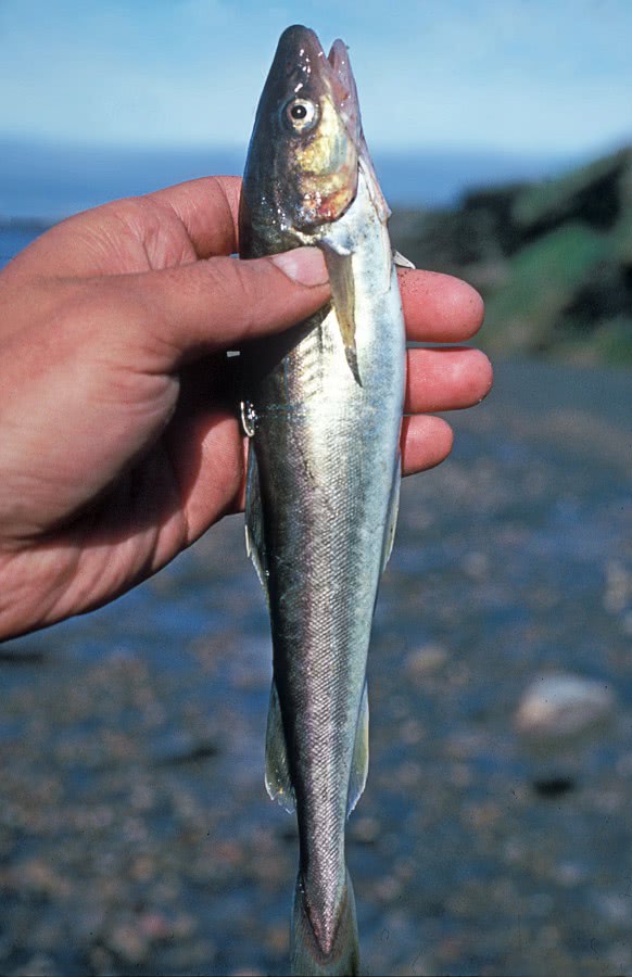 Arctic cod  Boreogadus saida