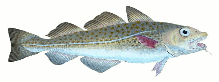 Common Cod-fish  Gadus morhua
