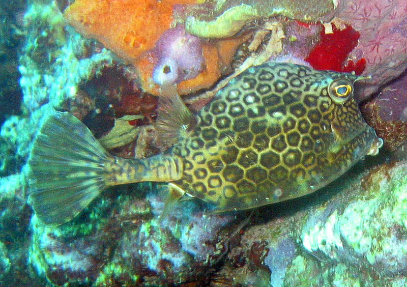 Honeycomb Cowfish  Lactophrys polygonia 2