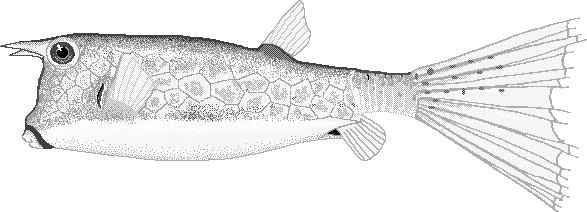 Longhorn cowfish  Lactoria cornuta