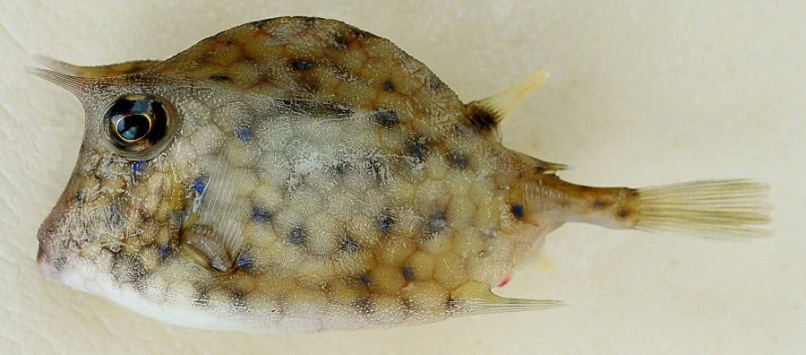 Scrawled cowfish  Acanthostracion quadricornis juvenile