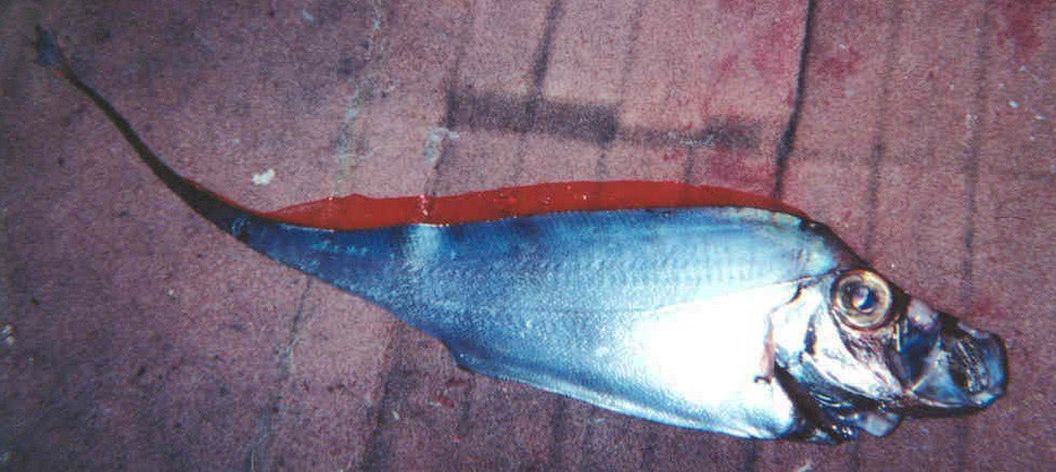 Scalloped ribbonfish  Zu cristatus