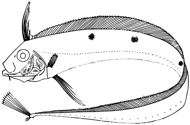 Scalloped ribbonfish  Zu cristatus BW