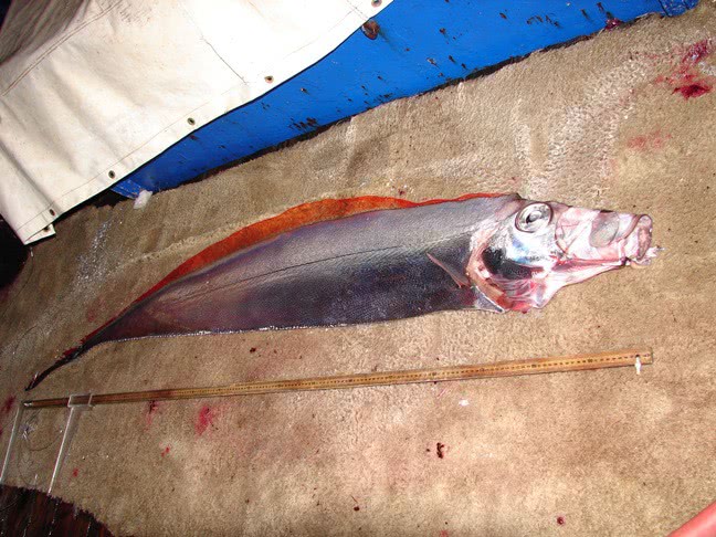 Tapertail ribbonfish  Trachipterus fukuzakii