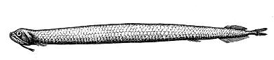 Scaly dragonfish  Stomias boa boa  lineart