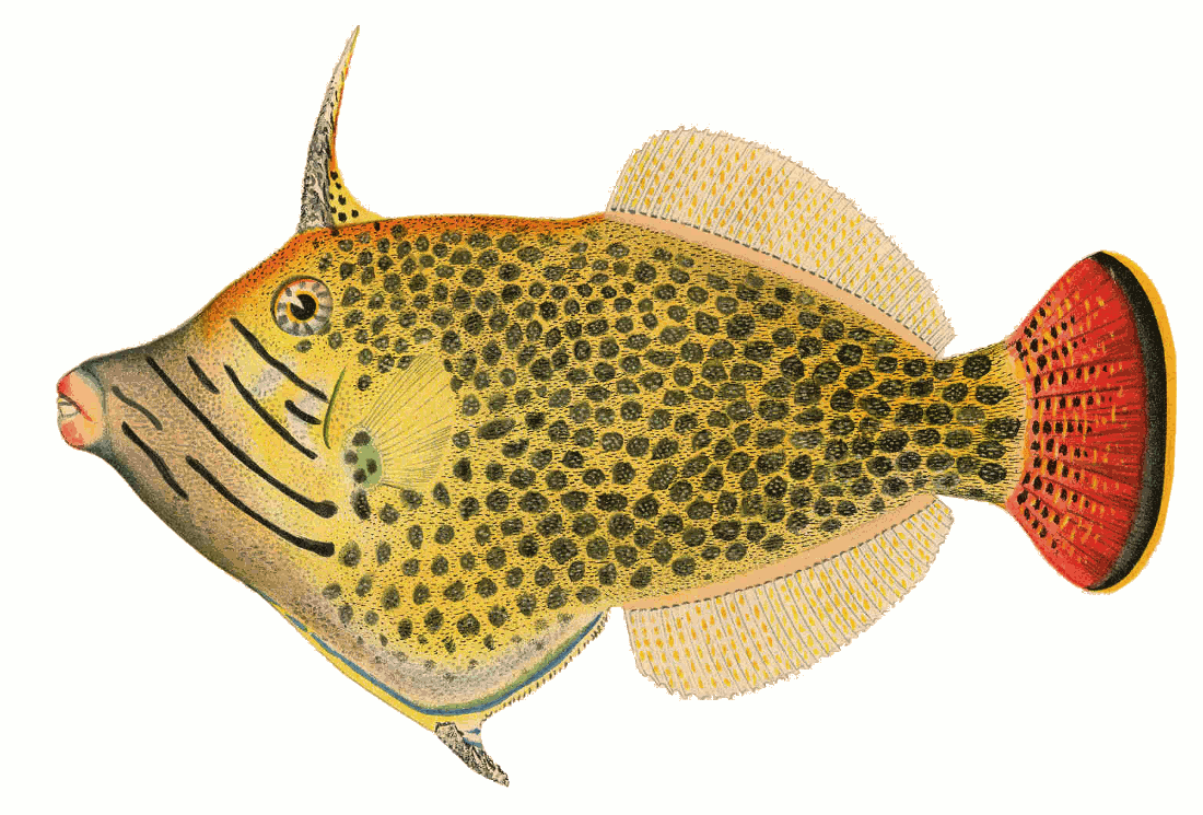 Planehead filefish  Stephanolepis hispidus