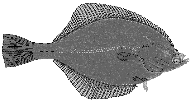 European flounder  Platichthys flesus
