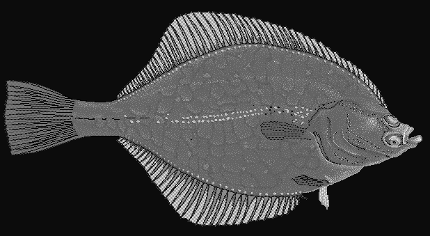 European flounder  Platichthys flesus blueBG