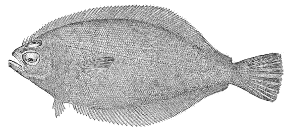 Pacific sanddab  Citharichthys sordidus