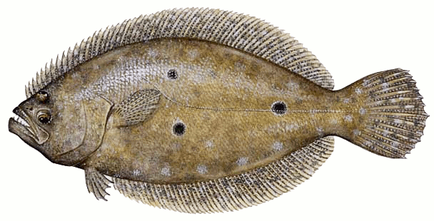 Summer flounder  Paralichthys dentatus