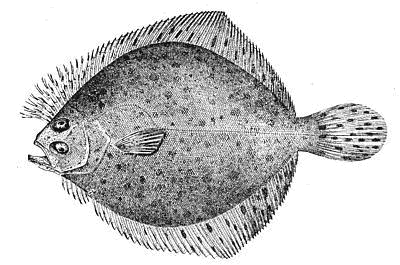 Windowpane Flounder  Scopthalmus aquosus