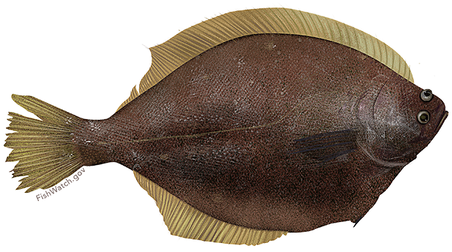 Yellowfin sole  Limanda aspera