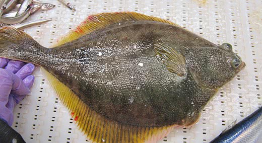 Yellowfin sole  Limanda aspera photo