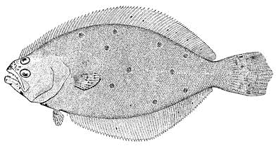 summer flounder lineart