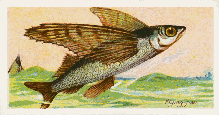 Flying fish  Exocoetidae