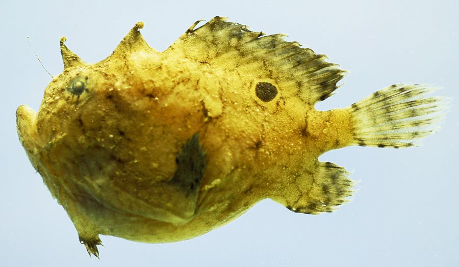 Singlespot frogfish  Antennarius radiosus